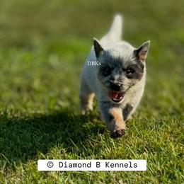 Nyx - Blue speckled female Australian Cattle Dog puppy in Keeling, Virginia from Diamond B Kennels / DBK’s