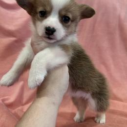 Girl 4 (Ariel) - Fawn female Pembroke Welsh Corgi puppy in Brazoria, Texas from Diamond Bar H