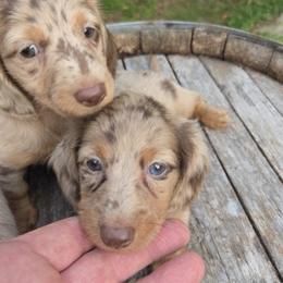 Cockapoo, Dachshund, and Miniature Schnauzer Puppies from LUXEYPUPS