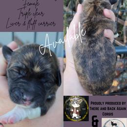 Girl 1 - Brindle and white female American Corgi puppy in Winston, Oregon from There and Back Again Corgis