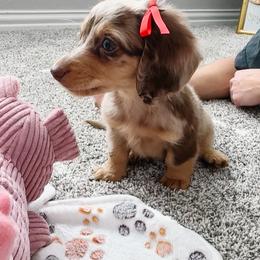 Dachshund Puppies from Lone Star Dachshunds