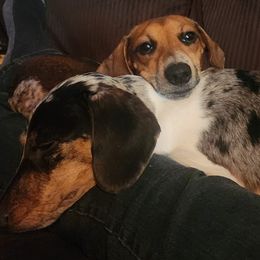 Dachshund puppies from Haus of Wiener Schnitzel