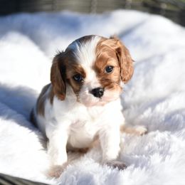 Boy 2 - Blenheim male Cavalier King Charles Spaniel puppy in Lawton, Oklahoma from Lindsey’s Cavies