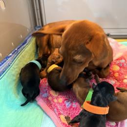 Miniature Pinscher Puppies from Bridget GreenBoddy