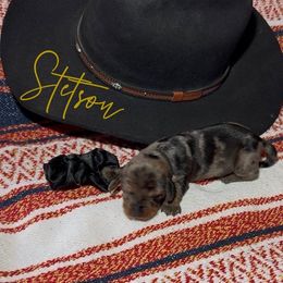 Boy 6 - Dapple male Dachshund puppy in Sheridan, Wyoming from Scottland Ranch Dachshunds