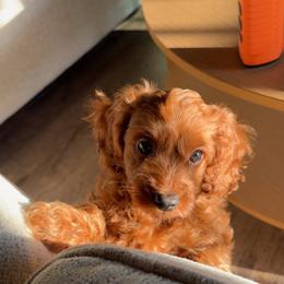 Levitt - Red roan female Cockapoo puppy in Huntsville, Alabama from Cutie Cockapoos Breeding