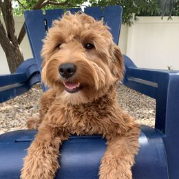 Mocha - Goldendoodle