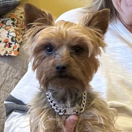 Yorkshire Terriers from Charla Meeks