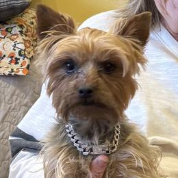 Yorkshire Terriers from Charla Meeks