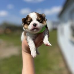 Simba - Orange parti male Pomeranian puppy in Nashville, Arkansas from Cuddles n Curls