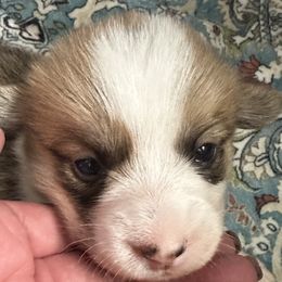 Boy 3 - Pembroke Welsh Corgi puppy in Sterling, Connecticut from Corgi Cottage
