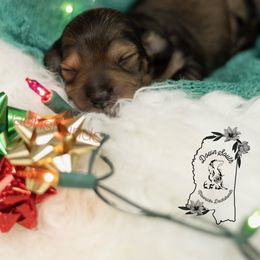 Shaded cream boy - Cream male Dachshund puppy in Seminary, Mississippi from Down South Mavericks Dachshunds