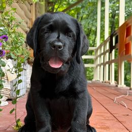 Dumpling - Labrador Retriever