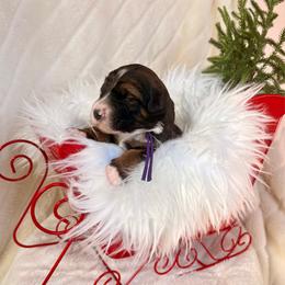 Aspen - Sable female Bernedoodle puppy in Buda, Illinois from Hamilton Farm Doodles
