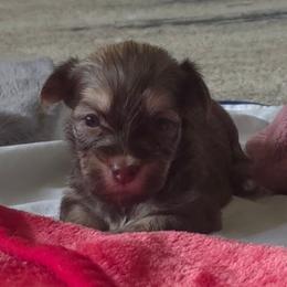 Male 2 - Chocolate sable male Havanese puppy in Medina, Ohio from Momma's Minis