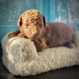 Sriracha - Red  female Poodle puppy in Palm Beach County, Florida from Benji’s Cockapoos