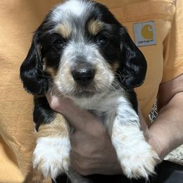 Leon - Piebald male Dachshund puppy in Jordan, Arkansas from Lakeshore Dachshunds