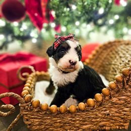 Peppermint - Tri-color female Bernedoodle puppy in Russell Springs, Kentucky from 270 Doodles