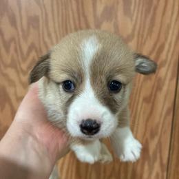 Mr. Spot - Red male Pembroke Welsh Corgi puppy in Delton, Michigan from CorGizmo