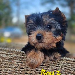 Boy 2 - Blue and gold male Yorkshire Terrier puppy in Salem, Missouri from Tiny Tot Yorkies