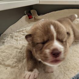 Girl 1 - female Native American Indian Dog puppy in Granby, Colorado from Turtle Island NAIDs