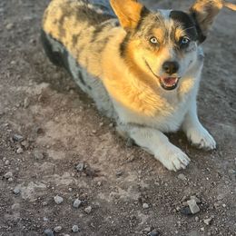 Rip - Pembroke Welsh Corgi