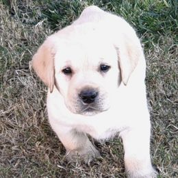 Labrador Retrievers from Shekinah Labradors