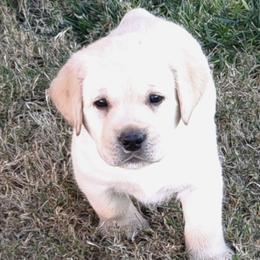 Labrador Retrievers from Shekinah Labradors