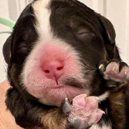 Green collar boy - Tri-color male Bernedoodle puppy in Lake, Michigan from 3 King Doodles & Poodles