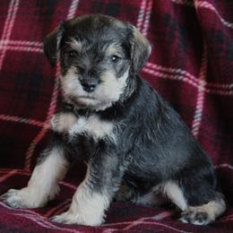 Sammy - Salt and pepper male Miniature Schnauzer puppy in Richardton, North Dakota from Crooked Tree Ranch