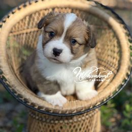 Full Fluff 1,700 - Red male Pembroke Welsh Corgi puppy in Nashville, Arkansas from Whisenhunt Farms