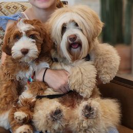 Squirrel - Australian Labradoodle