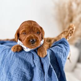 It's The Little Things- Coffee Date - Red  male Goldendoodle puppy in Russell Springs, Kentucky from Milk & Honey Doodles