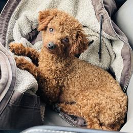 Buster - Poodle
