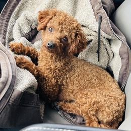 Buster - Poodle