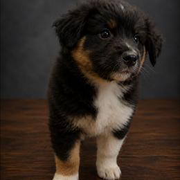Atlas - Black tri male Miniature Australian Shepherd puppy in Macomb, Missouri from Faunus Farms and Aussies