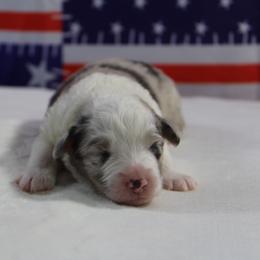 Indigo - Blue merle female Miniature Australian Shepherd puppy in Bauxite, Arkansas from J & B Mini Aussies
