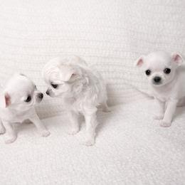 Chihuahua Puppies from Little angels