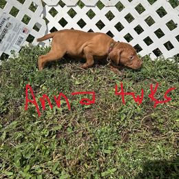 Anna - Golden rust female Vizsla puppy in Sioux County, Iowa from Pheasant Poppers Vizslas