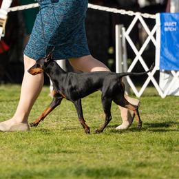 Raina - Manchester Terrier