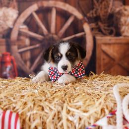 Pembroke Welsh Corgi Puppies from Big Sky Corgis