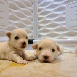 Coton de Tulear Puppies from Classy Cotons