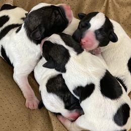 Miniature Schnauzers from Lively Miniature Schnauzers