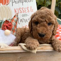 Camper (Mini Size - We have to your door delivery available) - Gold male Bordoodle puppy in Canfield, Ohio from Poo's Doo's & Inu's
