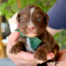 Nougat - Brown and white male Bernedoodle puppy in Salado, Texas from Red Ranch Dogs