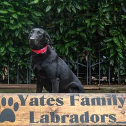 Wonka - Labrador Retriever