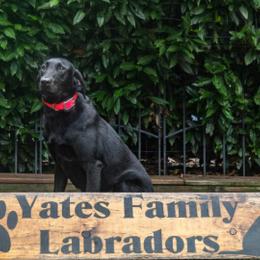 Wonka - Labrador Retriever