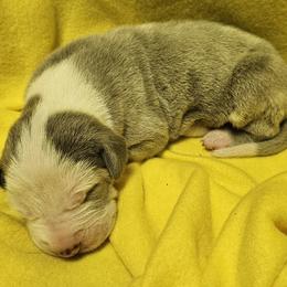 Micah - Silver male Great Dane puppy in Towaco, New Jersey from MommaDukes Danes