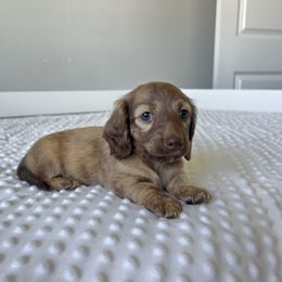 Teeter - Cream female Dachshund puppy in Shelley, Idaho from Journey’s End Dachshunds
