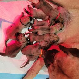 Jett (light pink) - Fawn female Mastiff puppy in Conroe, Texas from Southern Star English Mastiffs